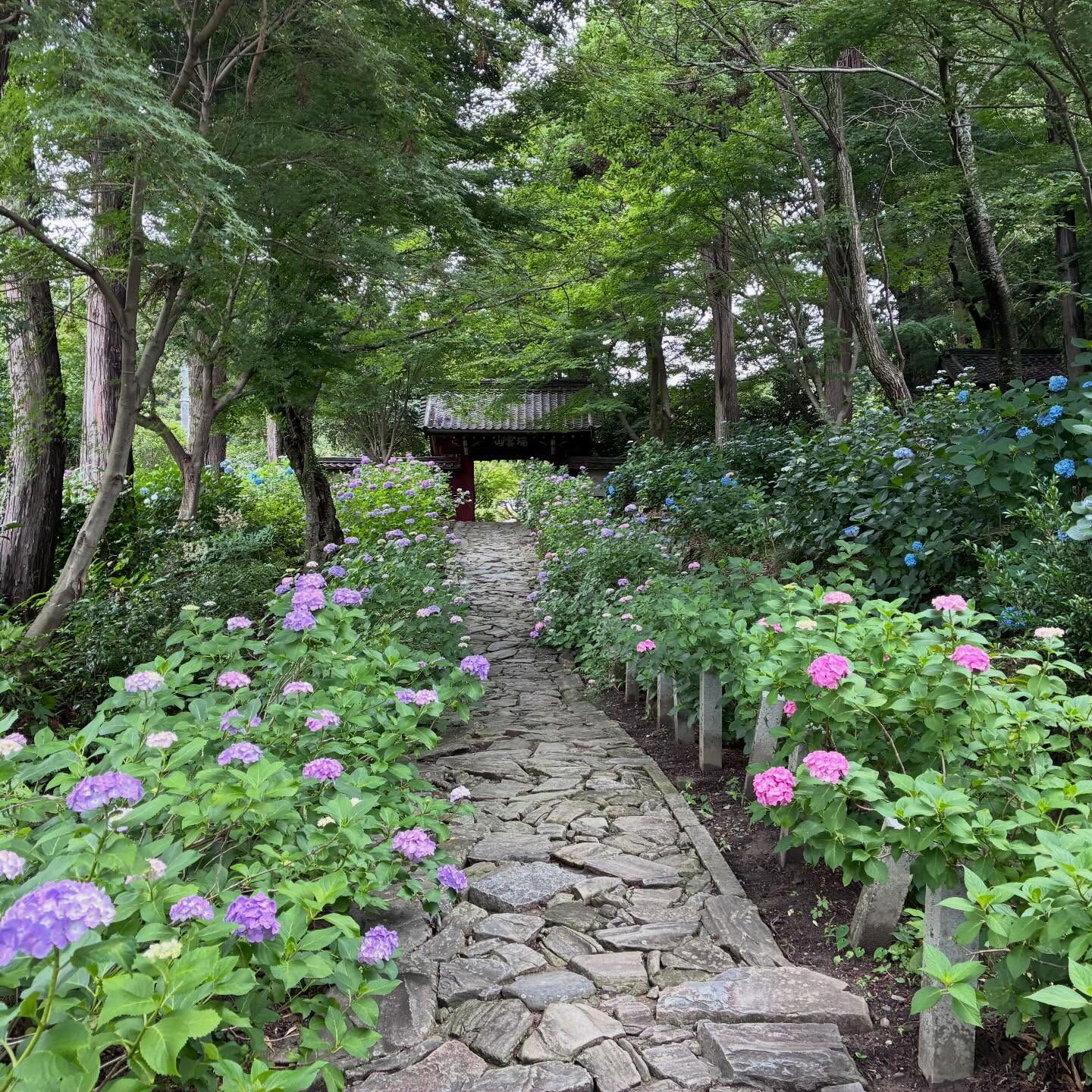 【本光寺】