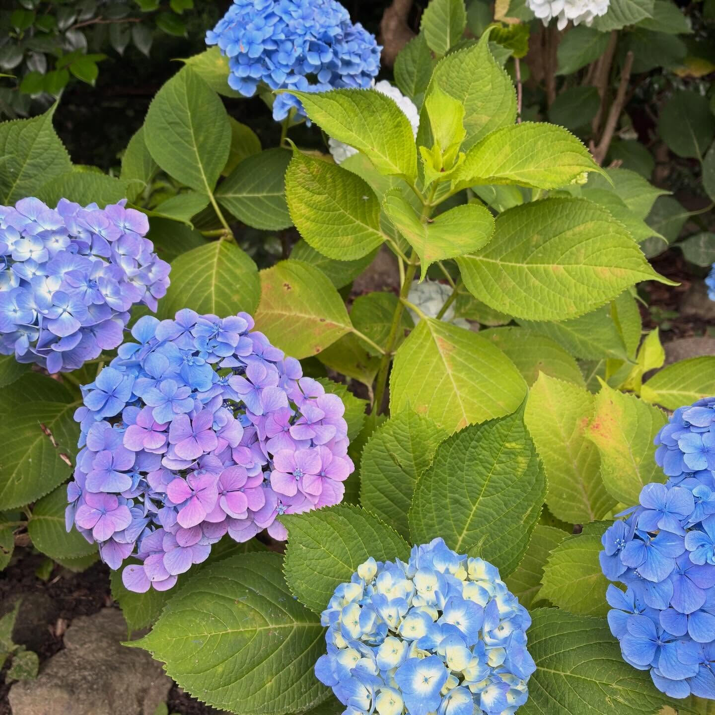 【本光寺】