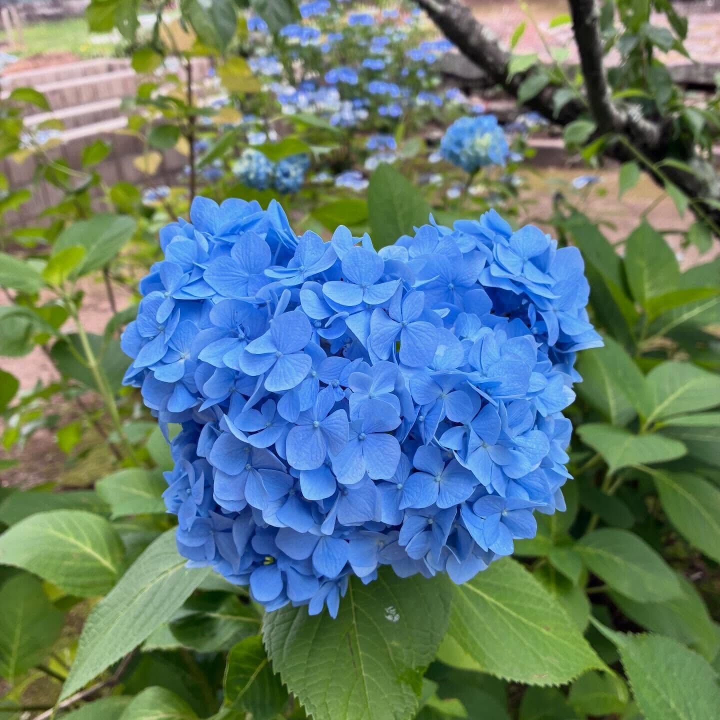 【本光寺】