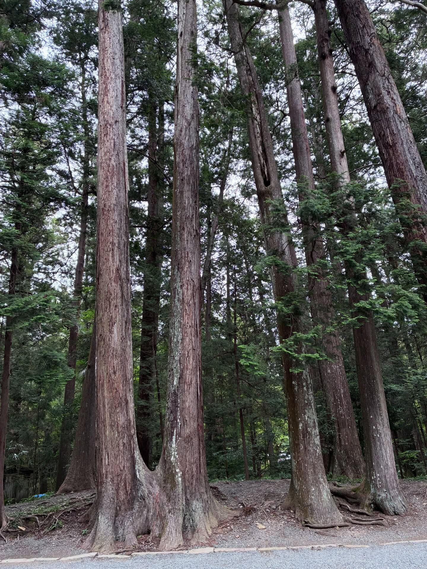 【遠江一宮小國神社】